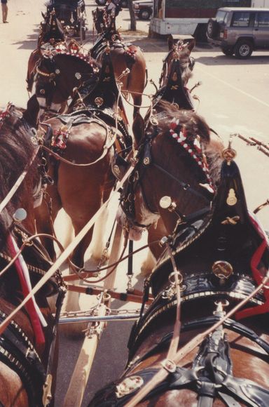 Live Oak International archives photo of Clydesdales