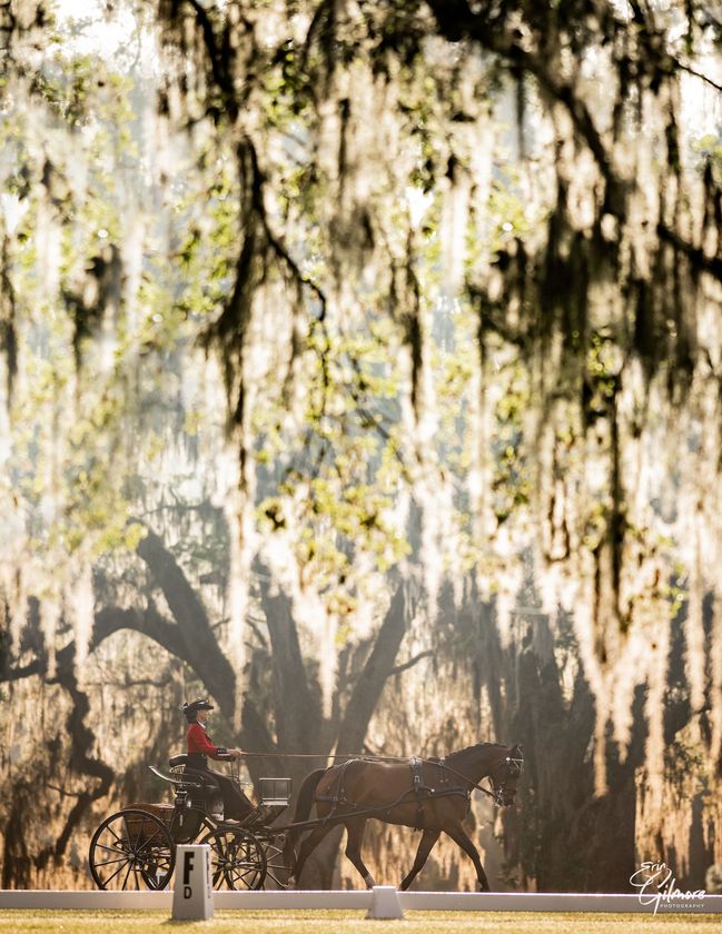 Live Oak International Live Oak Tree with Spanish moss