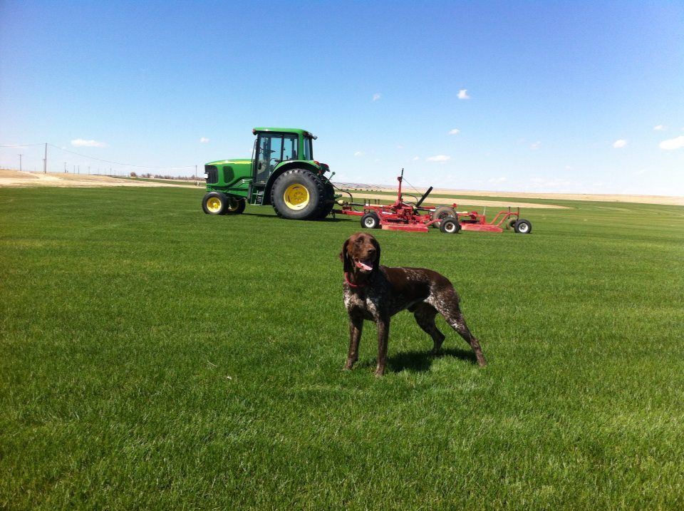 Dog On Field — Ellicott, CO — Schubert’s Sod Depot
