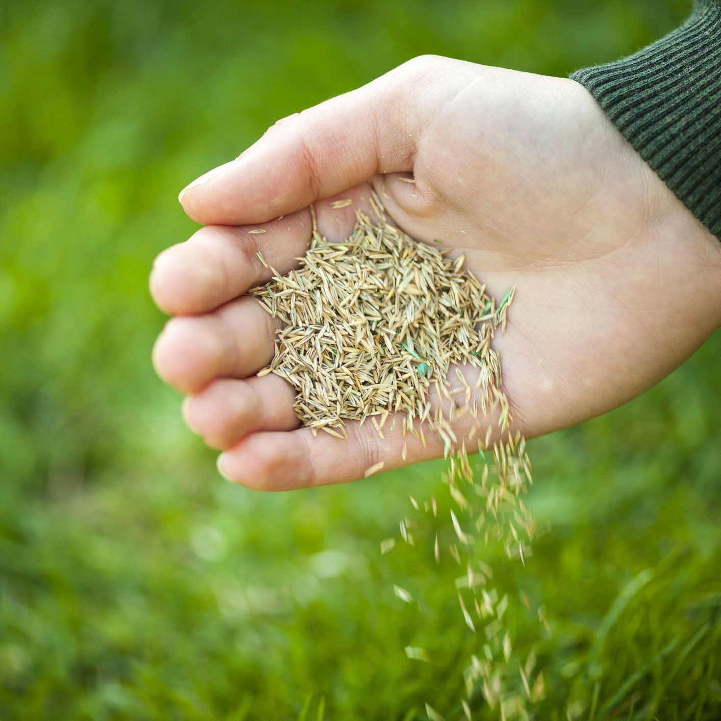 Seeds — Ellicott, CO — Schubert’s Sod Depot