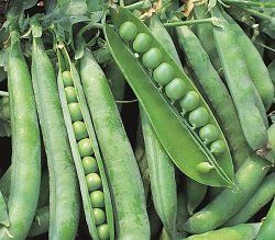 Polythene plant pots by Hadopots