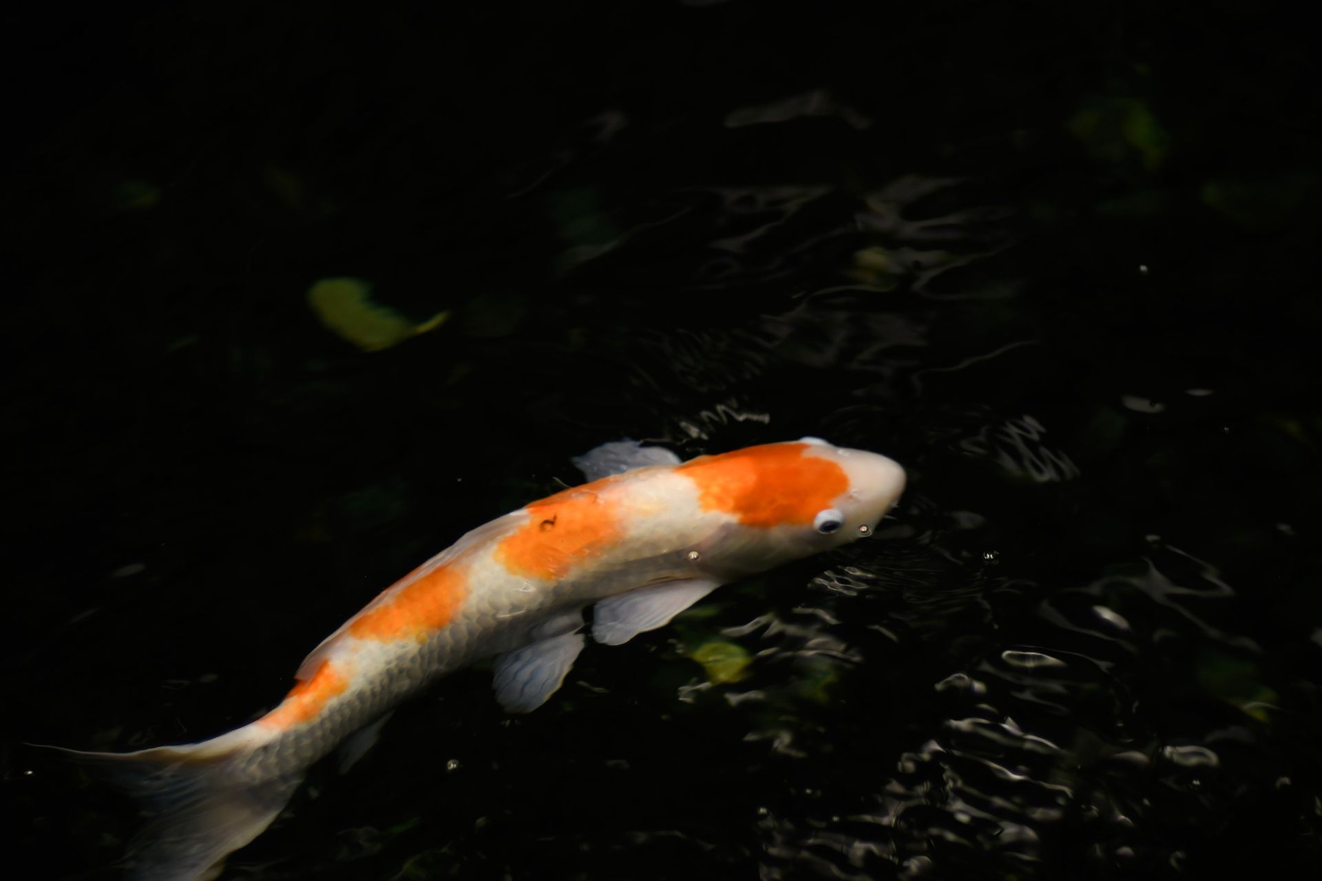 Koi