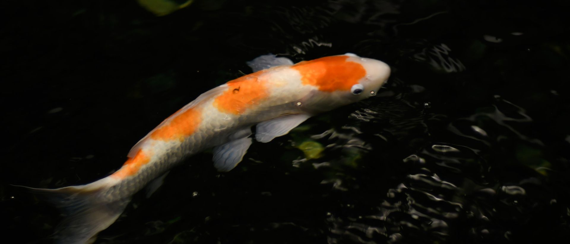 A white koi fish with orange patches swims through dark, still water.