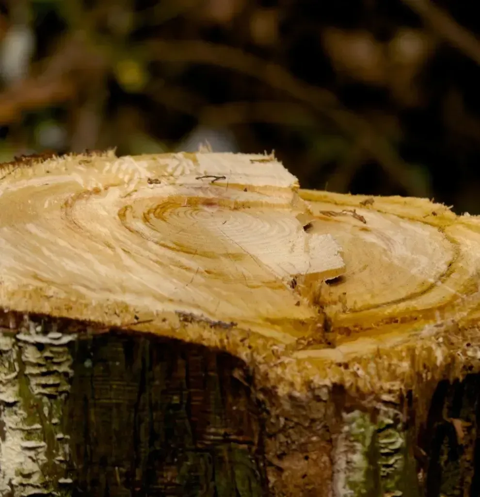 A yellow stump grinder is cutting a tree stump in the grass.