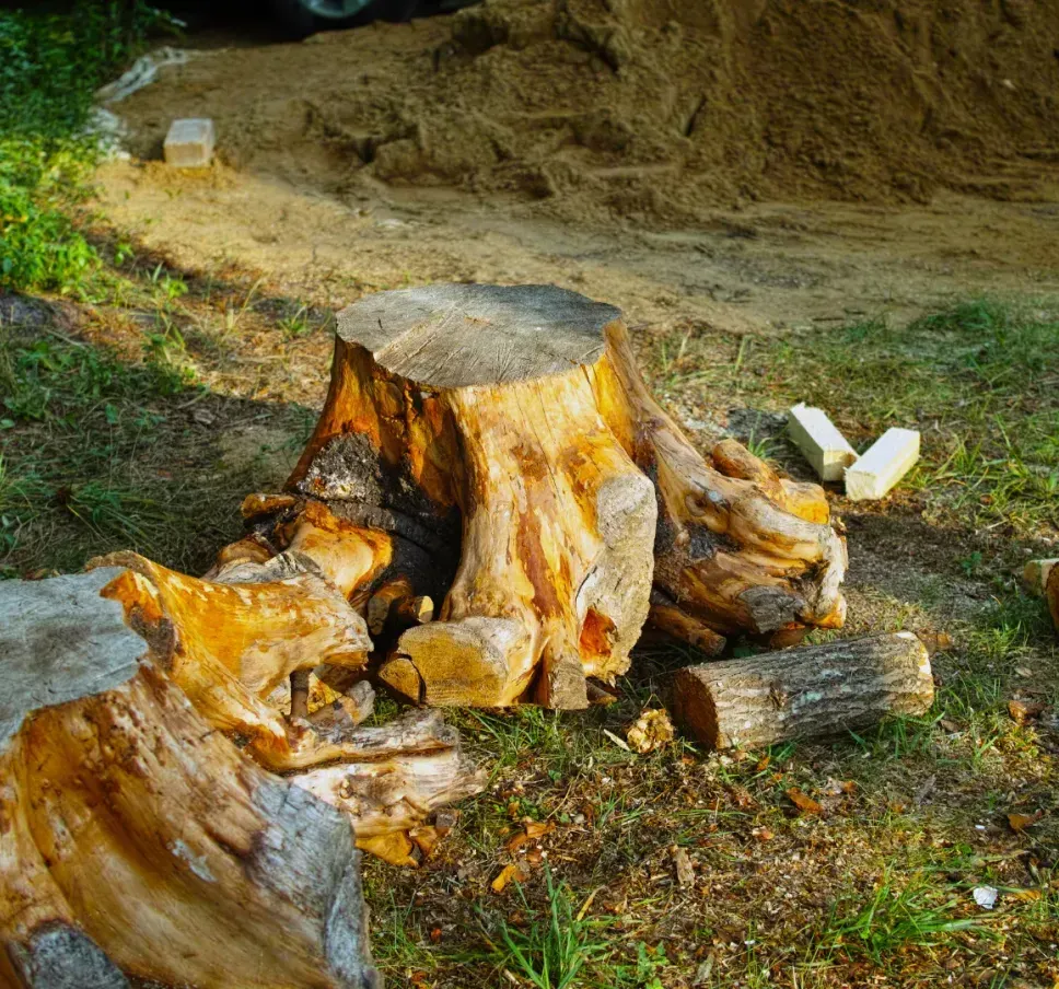 A fireman is cutting a tree stump with a chainsaw.