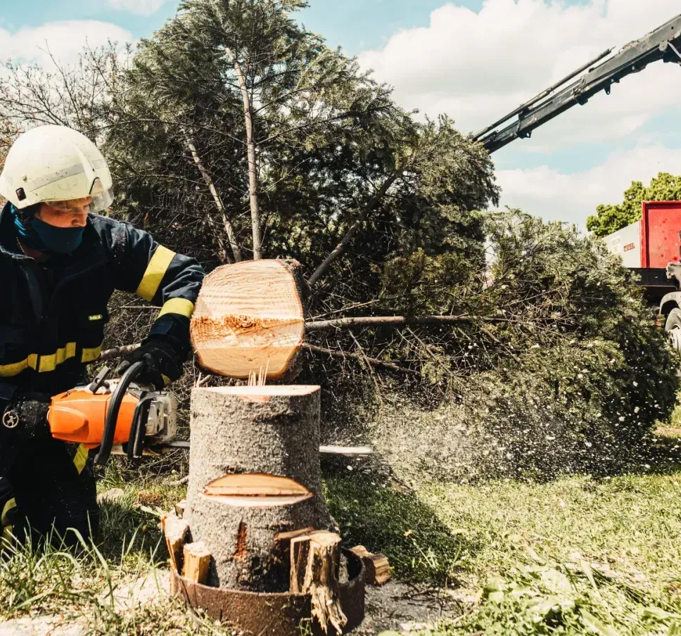 A fireman is cutting a tree stump with a chainsaw.