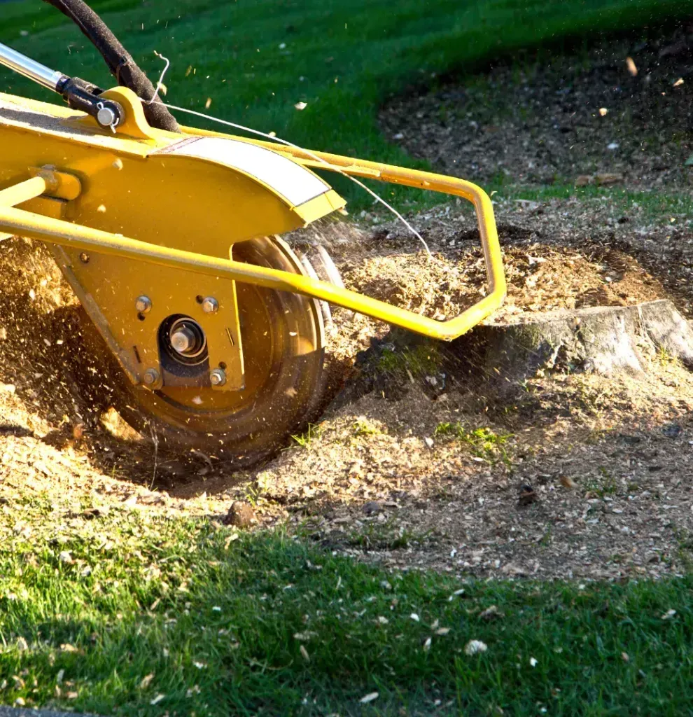 A yellow stump grinder is cutting a tree stump in the grass.