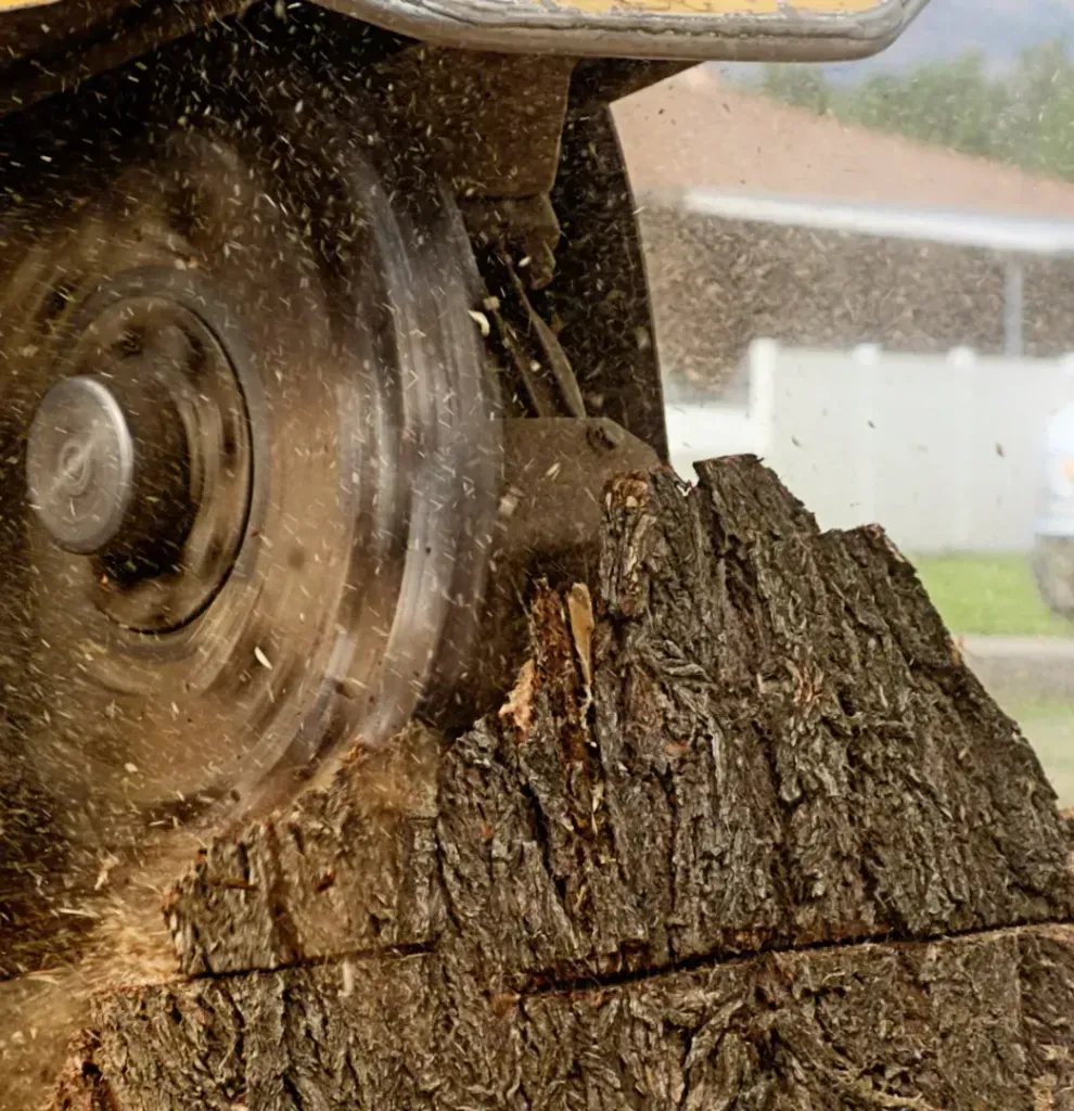 A stump grinder is cutting a tree stump.