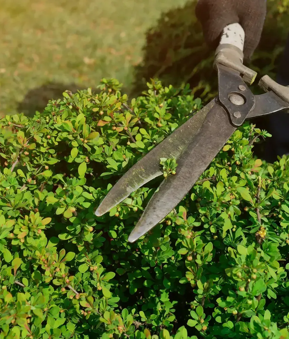 A yellow stump grinder is cutting a tree stump in the grass.