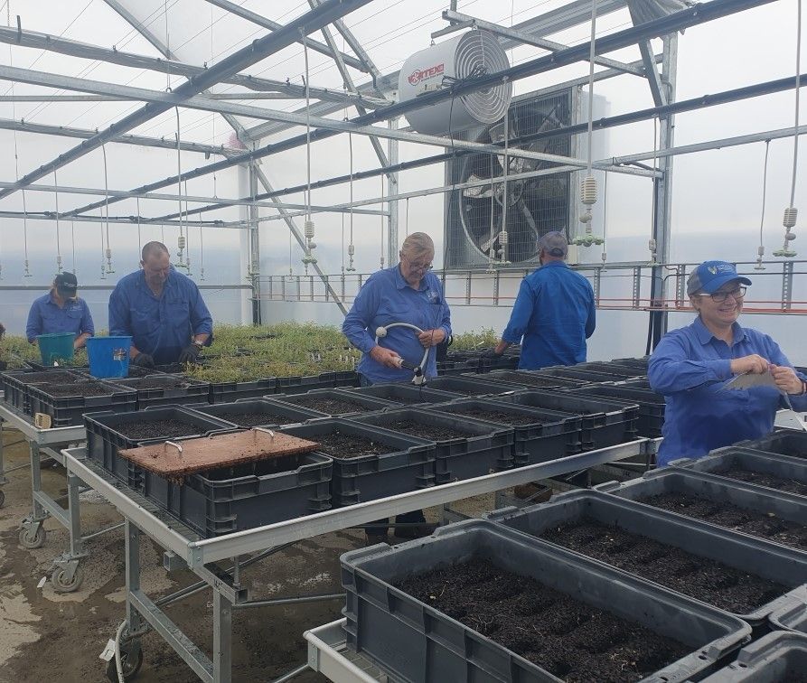 Fresh Chickpea Pods in Field — Chickpea Breeding Australia in Tamworth, NSW