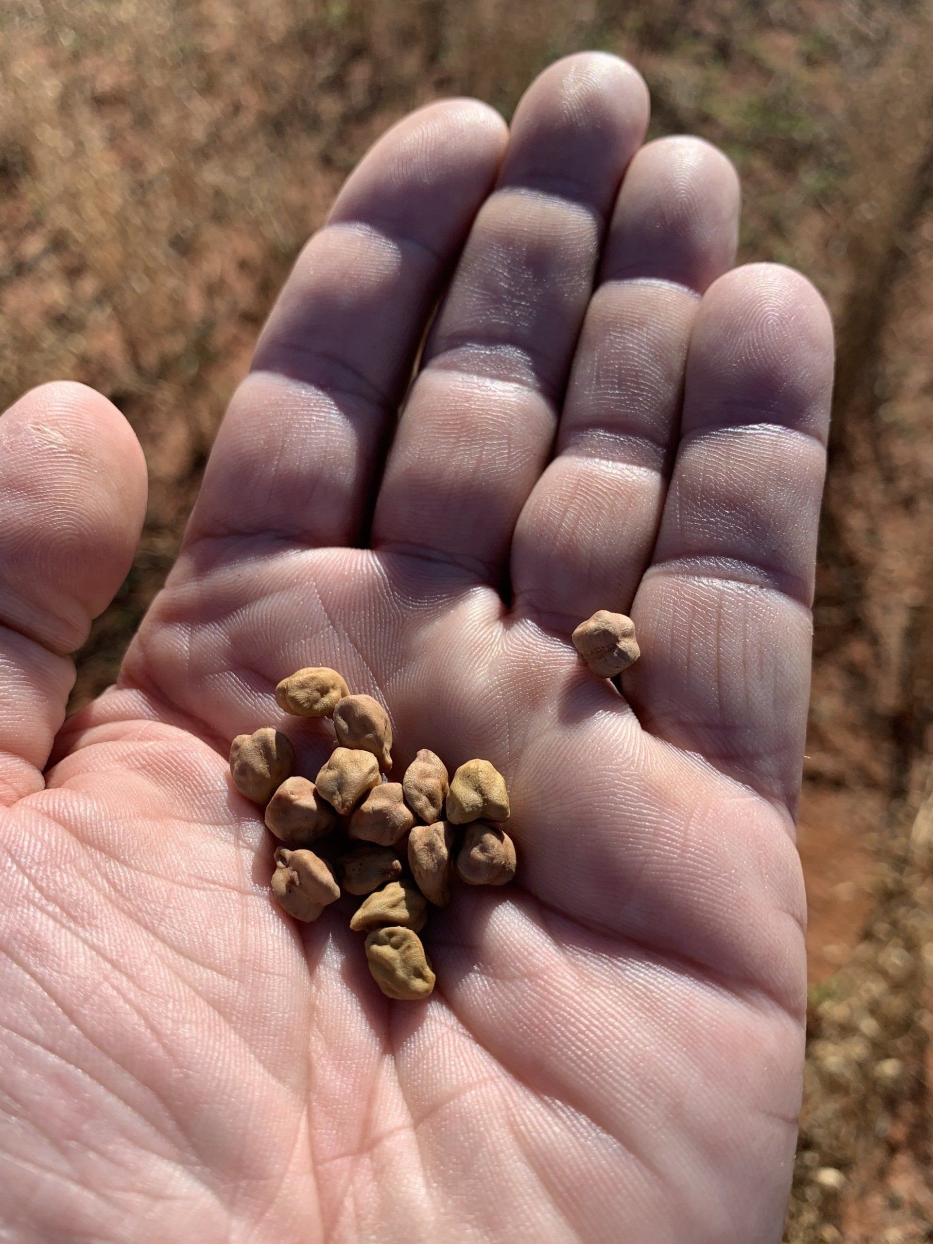 Farmer Harvesting Dried Chickpeas — Chickpea Breeding Australia in Tamworth, NSW