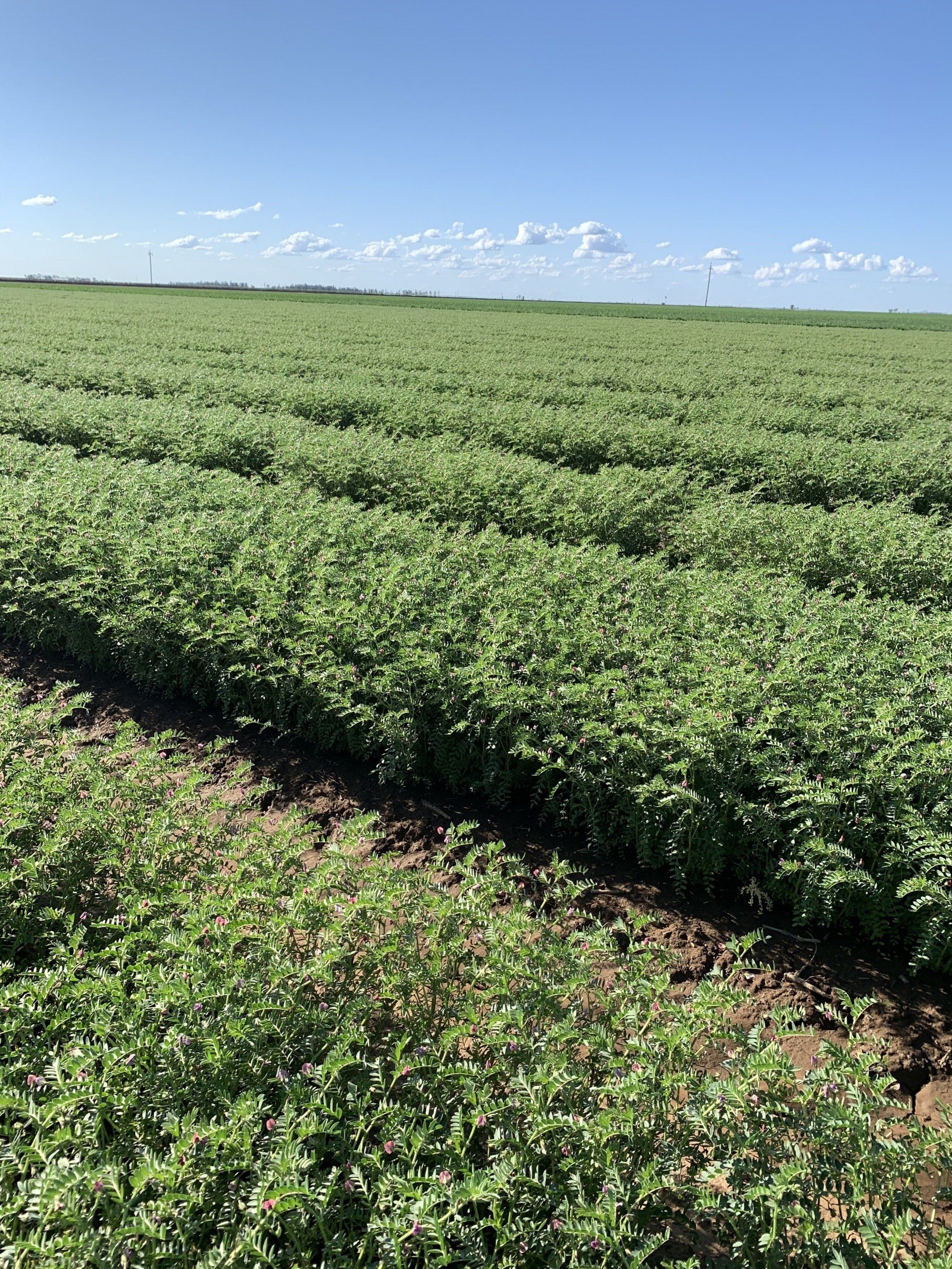 Farmer Holding Fresh Green Chickpea Pods — Chickpea Seeds in Tamworth, NSW