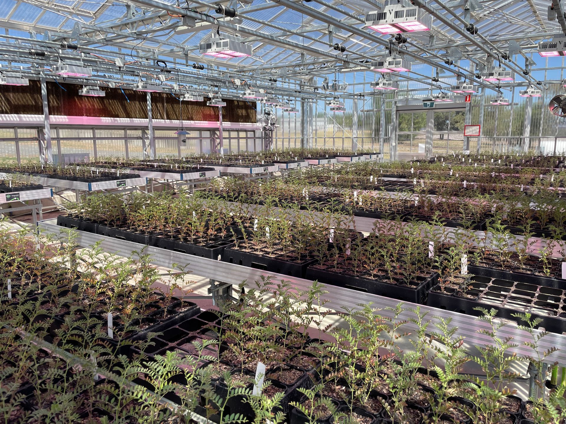 Dried Chickpeas in Wooden Spoon — Chickpea Breeding Australia in Tamworth, NSW