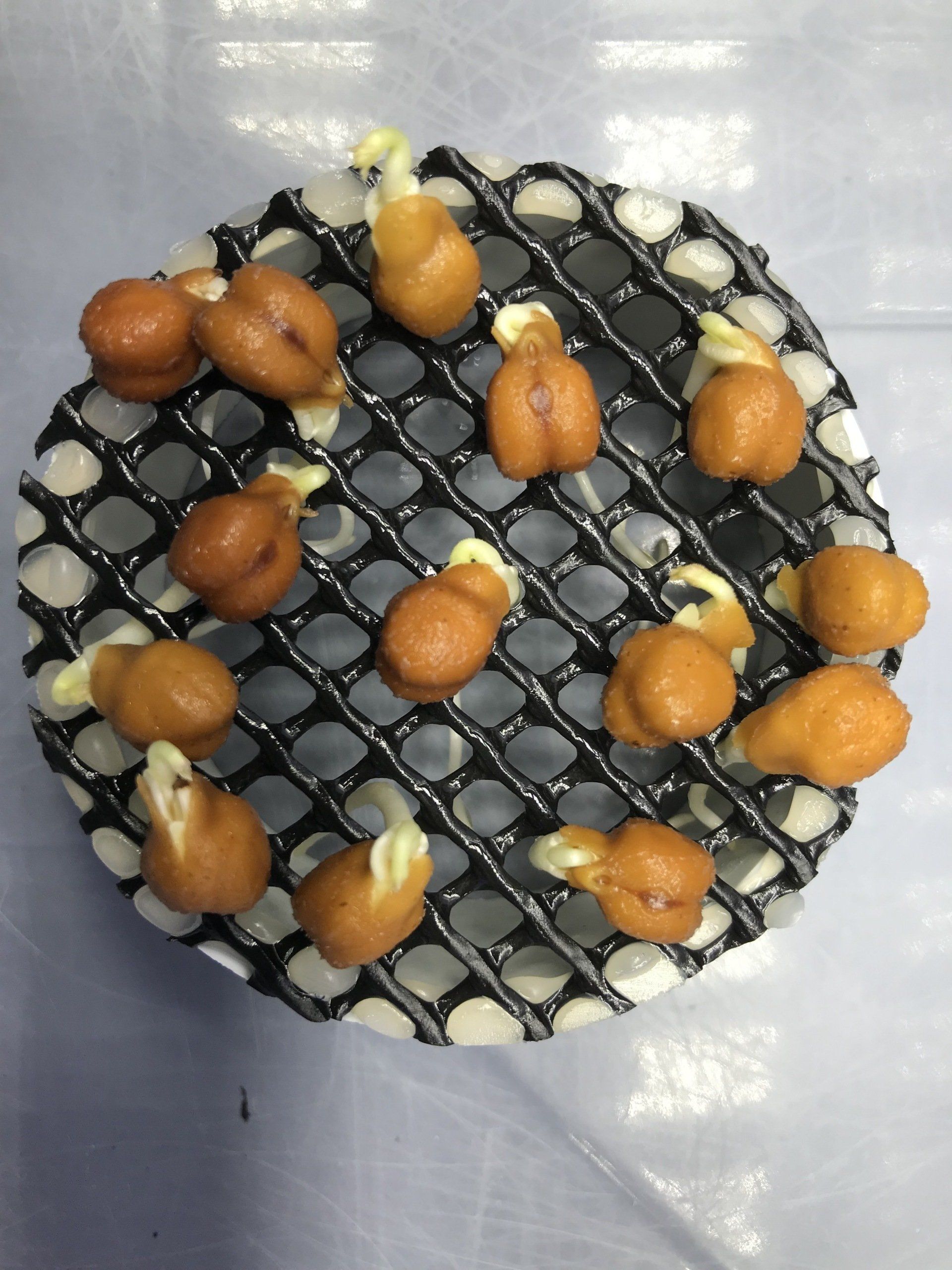 Freshly Harvested Chickpeas in White Background — Contact Us in Tamworth, NSW