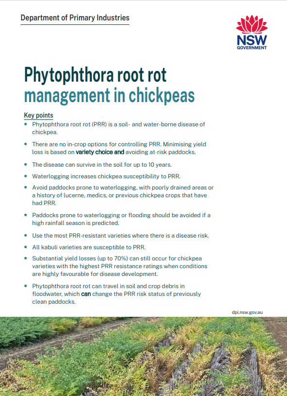 Phytophthora root rot management in chickpeas
