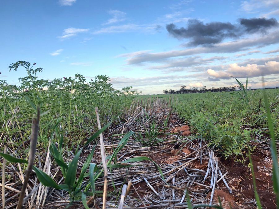 View Grass — Chickpea Breeding Australia in Tamworth, NSW