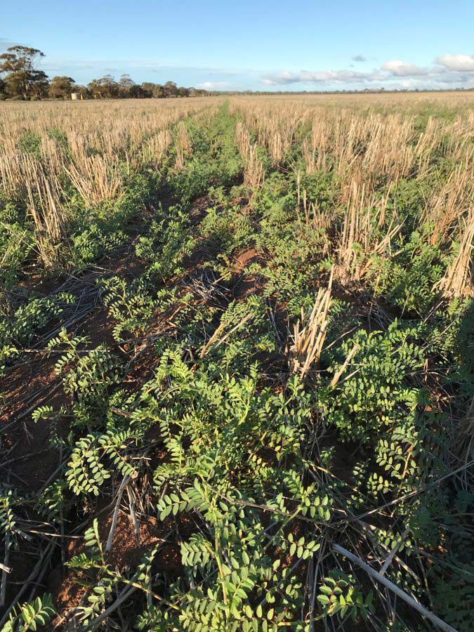 View Of Chickpeas Plants — Chickpea Breeding Australia in Tamworth, NSW