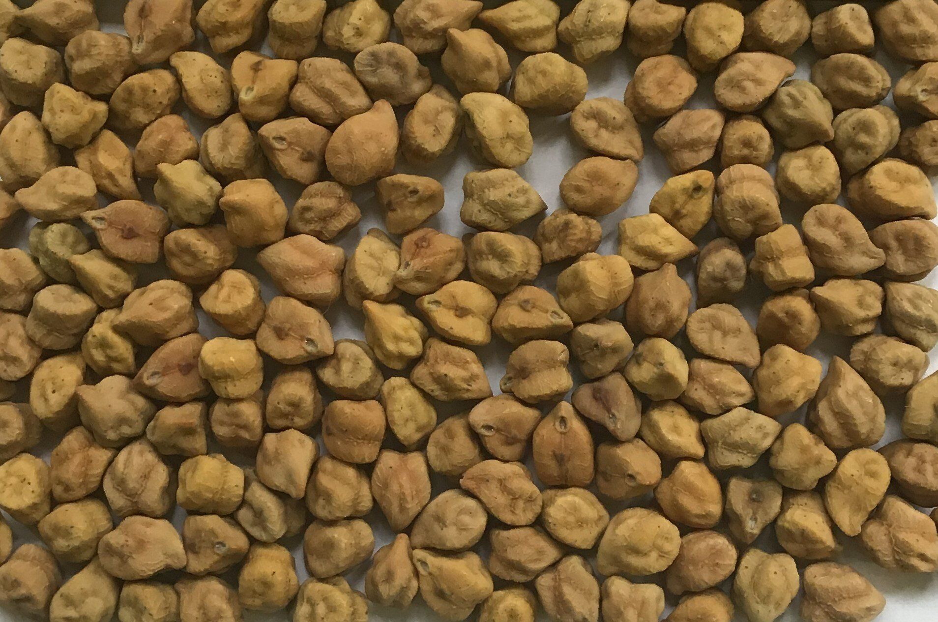 Raw Chickpeas Close Up View — Chickpea Breeding Australia in Tamworth, NSW