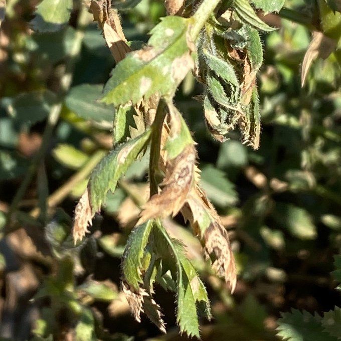 Disease update 2021 V2 — Chickpea Breeding Australia in Tamworth, NSW