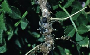 Sclerotinia Chickpea — Chickpea Breeding Australia in Tamworth, NSW