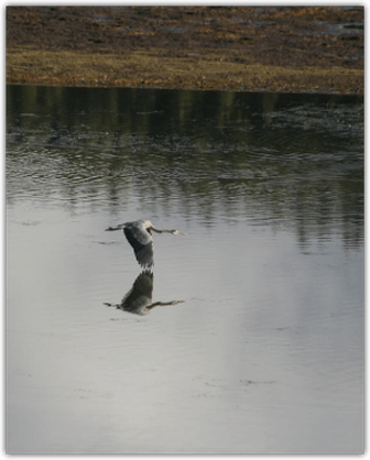 Ducks - Diving and Dabbling