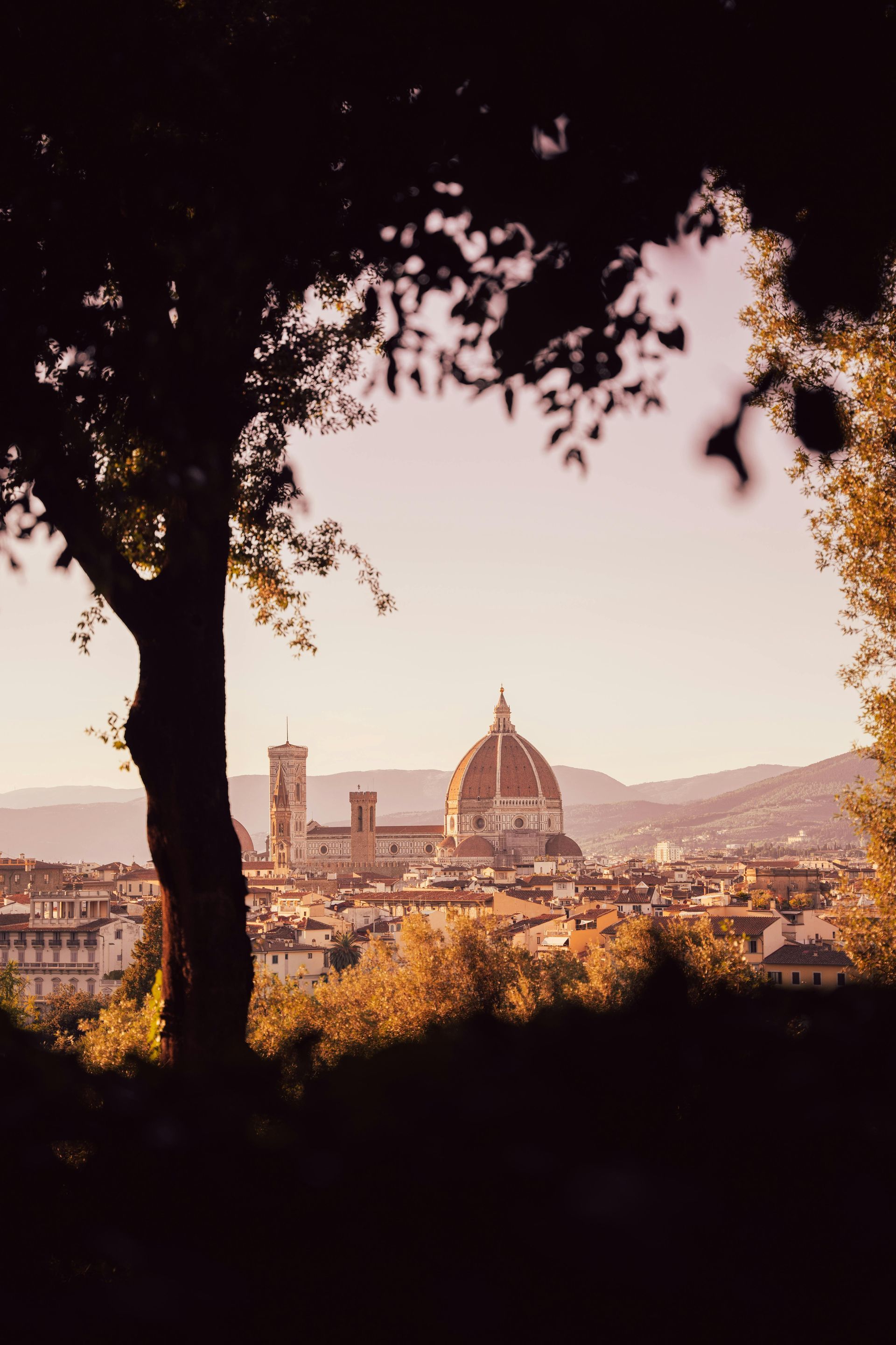 Una vista de Florencia a través de un árbol con una cúpula al fondo en Italia
