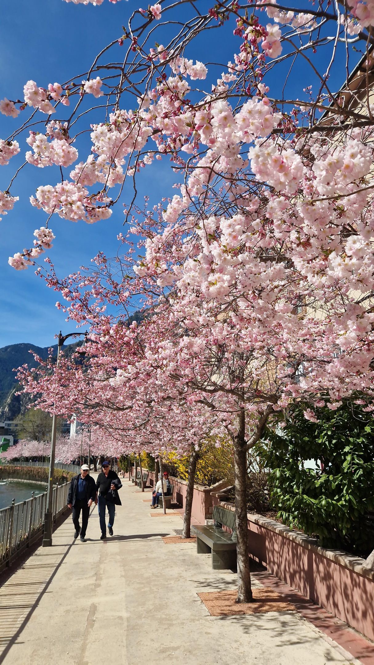 Una pareja de personas camina por una acera bordeada de cerezos en flor.en andorra en primavera