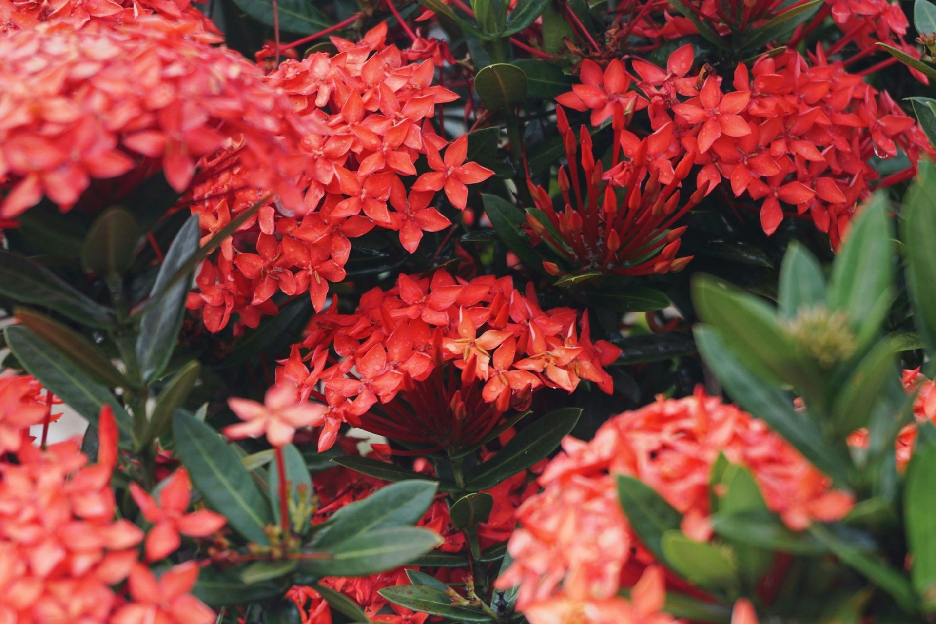 A close up of a bush with red flowers and green leaves.
