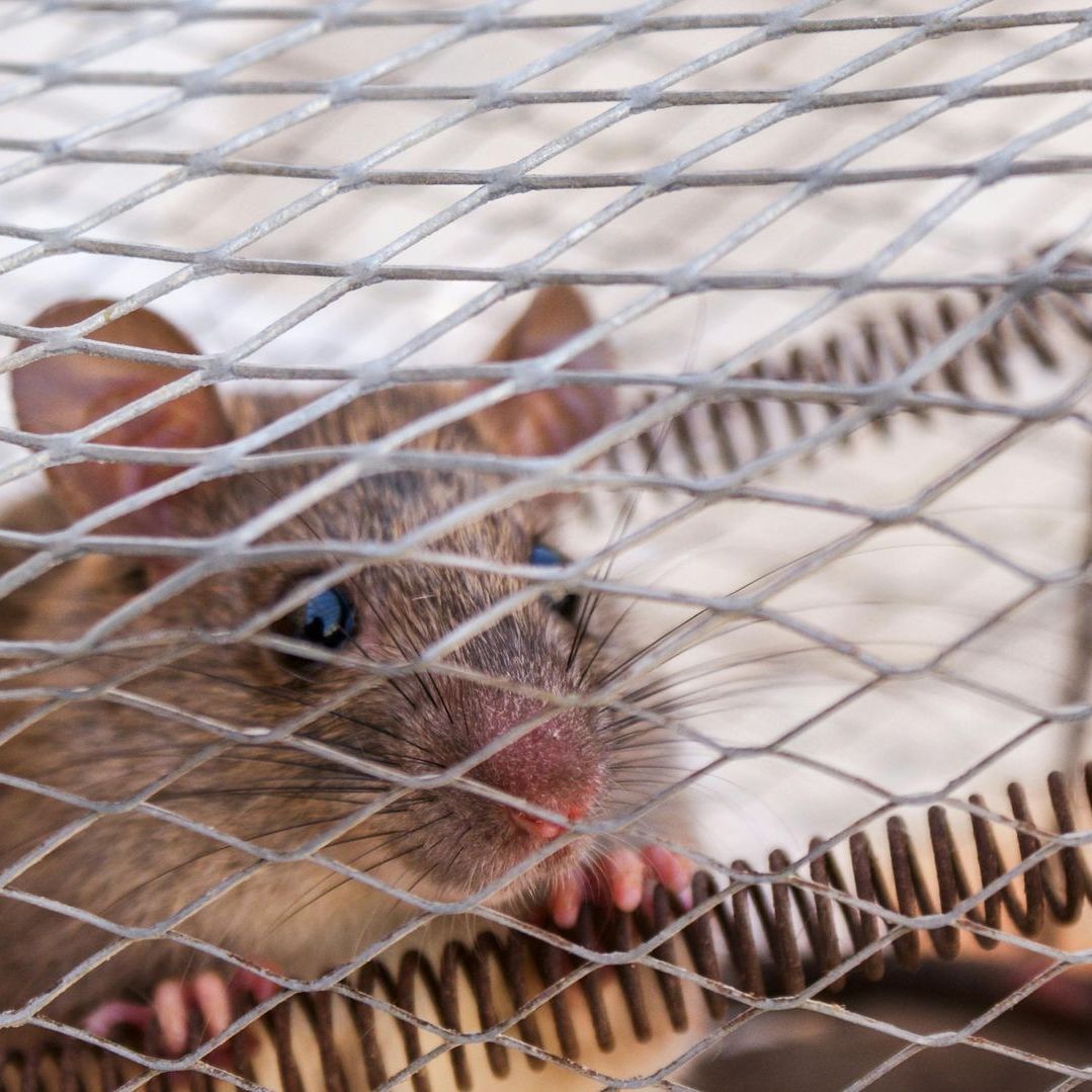 A mouse is sitting in a wire cage.