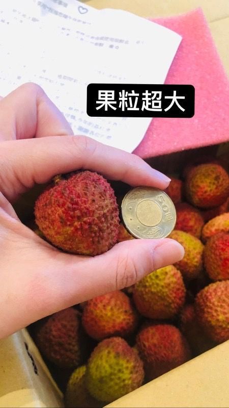 免運直寄團-2026大樹玉荷包35mm五台斤(內有折扣碼)