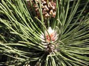 A close up of a pine tree with a flower on it.