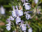 A close up of a rosemary plant with purple flowers and green leaves.