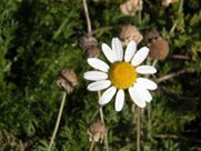A white daisy with a yellow center is growing in the grass.