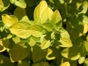 A close up of a plant with yellow leaves and green leaves.