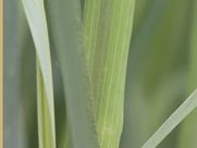 A close up of a green plant with a blurred background.