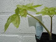 A close up of a plant in a pot against a brick wall.