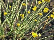 A close up of a plant with yellow flowers and green leaves.