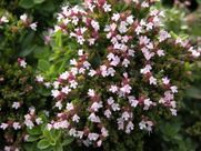 A close up of a plant with purple and white flowers and green leaves.