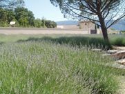 A field of lavender flowers with a tree in the background.