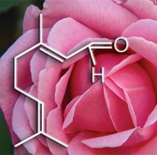 The chemical structure of a pink rose is shown in front of a pink rose.