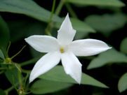 A close up of a white flower with green leaves in the background.