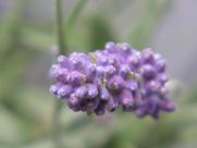 A close up of a purple flower with a green background.