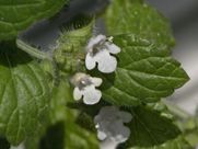 A close up of a plant with white flowers and green leaves.