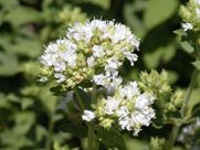 A close up of a plant with white flowers and green leaves.