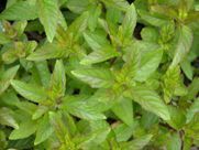 A close up of a bunch of green leaves on a plant.
