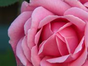 A close up of a pink rose with a green background.