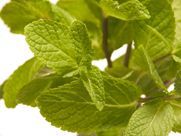 A close up of mint leaves on a white background.
