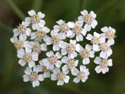 A close up of a bunch of white flowers on a green background.