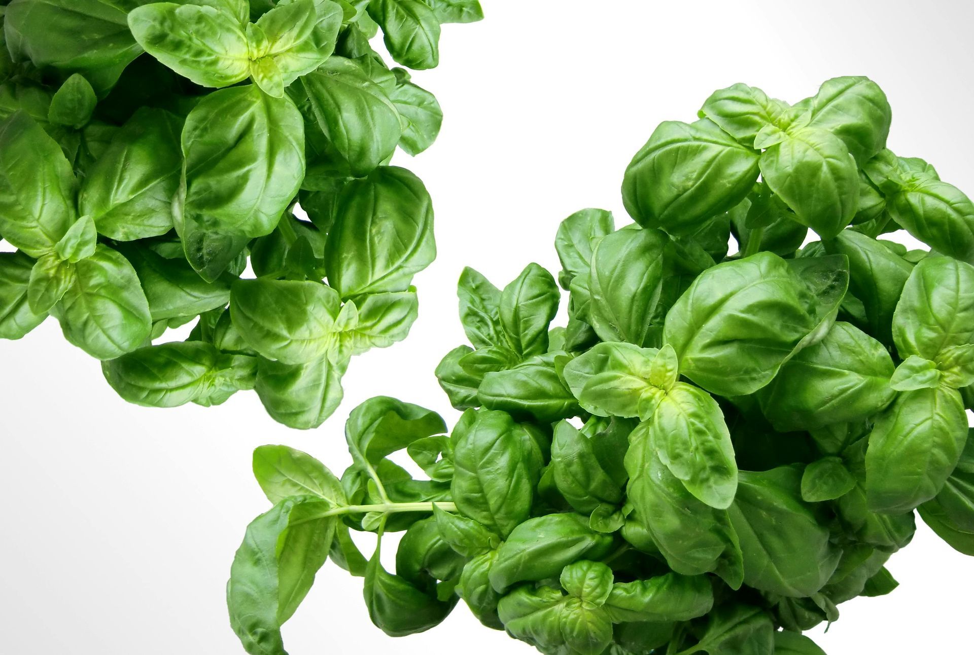 Basil Essential Oil