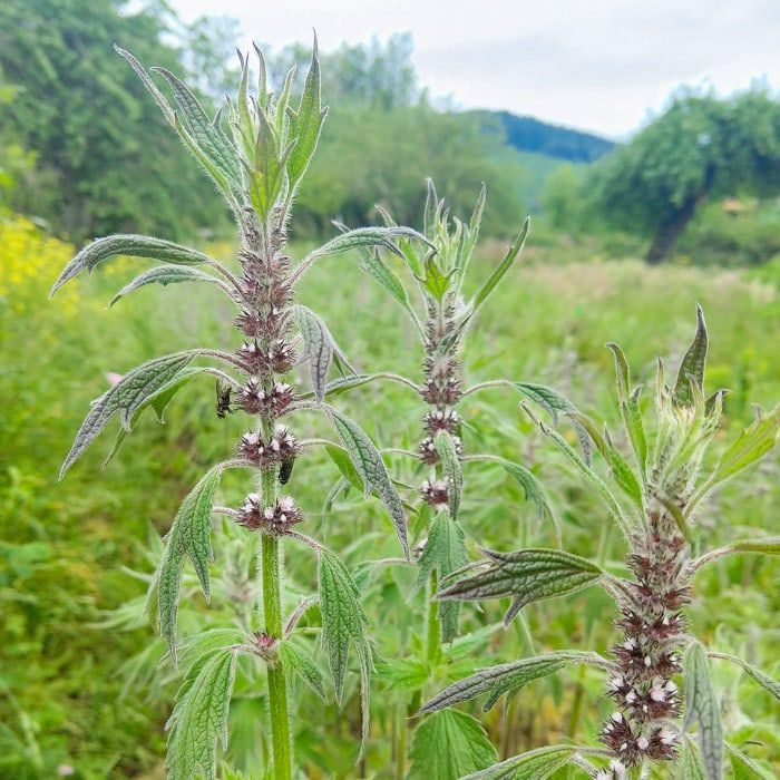 Mothers Wort (Leonuri Herba) 1 oz